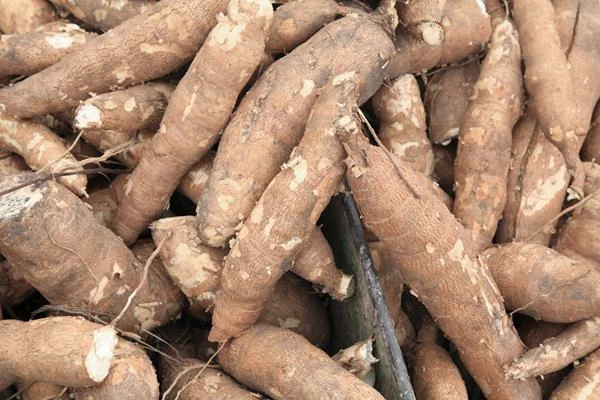 Which Country Produces the Most Cassava in the World?