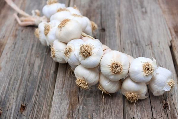 Which Country Produces the Most Garlic in the World?