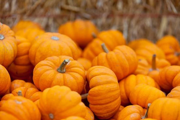 Qatar's October 2023 Pumpkin Import Plummets to $1.4M