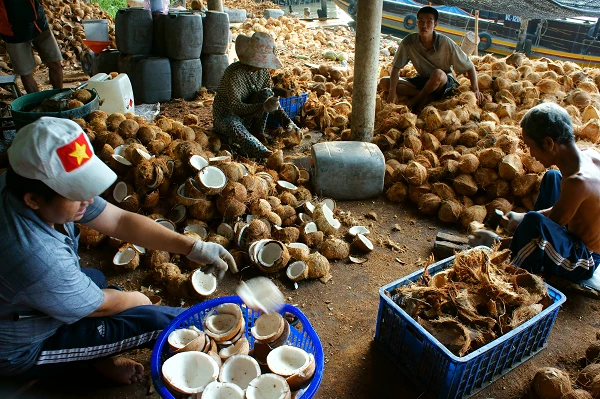 Thailand's Coconut Exports Reach $30M in November 2023