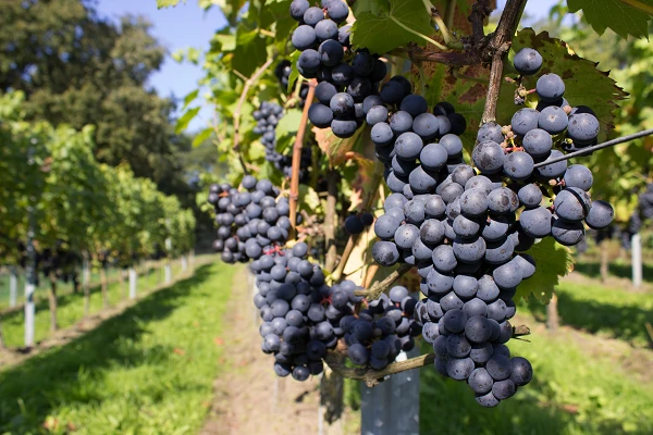 Spain's Grape Must Exports Reach $15M in September 2023